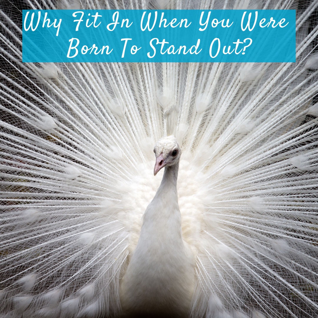 Why Fit In When You Were Born To Stand Out? Planet Peacock Business Success Club